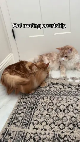 #mainecoon #catsoftiktok #breeder #catbreeding #mainecoonlovers #foryou #fyp 