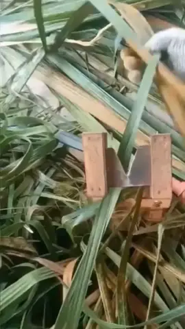ini alat pembersih lidi 