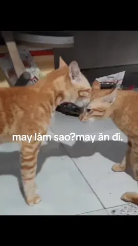 may ăn đi #giaitritiktok #xuhuong #nguyenhoangphi1979 