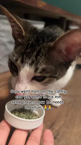 He always makes that face when he wants attention 🙄 #fyp #catsoftiktok #garytheecat #trending #sillycat 