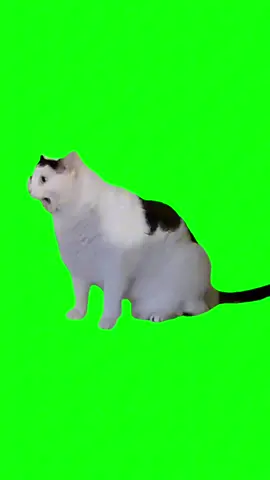 Green Screen Huh Cat Meme #greenscreen #greenscreenvideo #cat #catmeme #catmemes