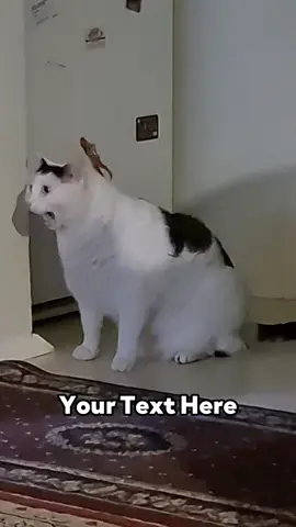 Huh Cat Meme #cat #catmeme #catmemes #capcuttemplate