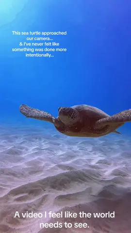 This sea turtle approached our camera… & just as we made eye contact, she choked and spit plastic right at the camera. The world is asking for our help, are you listening? #seaturtle #wildlide #fyp #savetheworld #blowthisup 