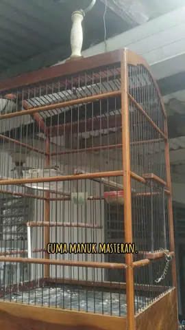 pancur jr #ciblek #kicaumaniaindonesia 