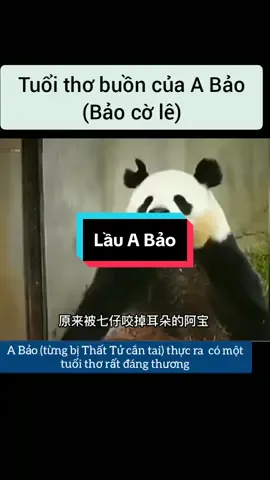 Mọi người hãy thương A Bảo nhiều hơn nhé ❤️ Bảy said #gấutrúc #panda #gautruc #thattu #七仔 
