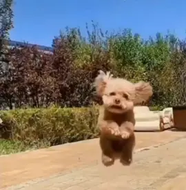 Bamboozled #dogs #dogsoftiktok #doggo #tricked #bamboozled 