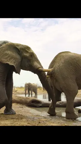 #amazinganimal #wildlifeoftiktok #animalslifestyle #foryourpage 