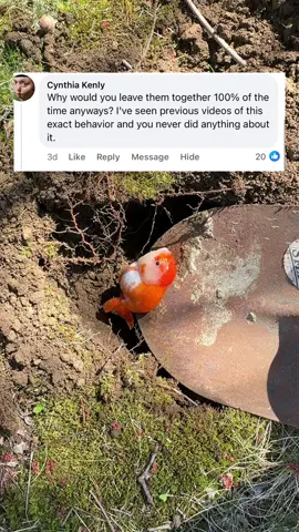 I have males mixed with females in all my tanks and during the warm season there’s chasing and spawning multiple times a week across the tanks, I’ve never had it actually result with this much harm and I’ve done breeding over 6 seasons. There is a first for everything though and with that first you learn. Going to try to keep the male ratios down a bit especially for females that have spawned multiple times already. #fish #goldfish #aquarium #ranchu 