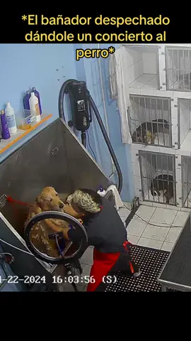 Alaska paga el despecho por los perritos que ya no estan 🕊️🤍 #longervideos#Love#amor#miprimerachamba#veterinaria#goldenretriever#sirenito#goldenretrieverlife#PetsOfTikTok#petlover#pets#petlife#sinbandera#amor#fyp#viral#tiktokviral#viraltiktok#viralvideo#trend#trending#trendingvideo#trendingsong#trendingtiktok#tiktoker#humor#foryou#paratiiiiiiiiiiiiiiiiiiiiiiiiiiiiiii#parati#foryou#foryoupage @Alaska 