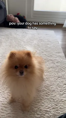 These angry little foot stomps😭🫶🏽 Follow on insta for more: happy.littlesimba #pomeranian #fyp #dogsoftiktok #dog #foryou 