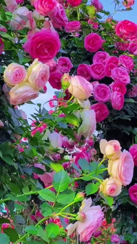 #flowers #scenery #garden 💖❤️‍🔥🌸💗💐💐💐💐💐💐🧡