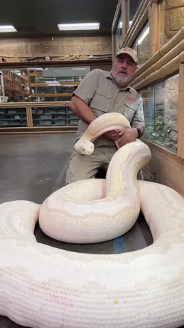 Now that’s a GIANT SNAKE😅 I know many off y’all probable think this is wild and scary but I love working with these beautiful animals🙌 I am thankful for that opportunity everyday and I’m glad I decided to chase my dream at a young age😁 Whatever your passion is I hope you chase it at all cost🔥🤩 • • • • #wild #wildlife #beautiful #amazing #animals #rare #giant #snakes #big #animal #python #huge #fun #funny #motivation #reptile #style #life #live #dream #amazing #animal #reptile #style #wow #tik #tok #tiktok #tiktokanimals 