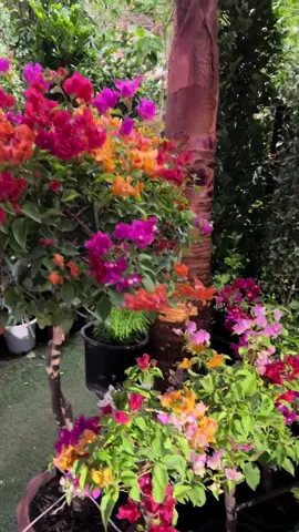 #ورد #ورود #ورود_طبيعيه #ورده #ورد_طبيعي #ورد_جوري #ورد_محمدي #عمان #نزوى #ورد_ايران 