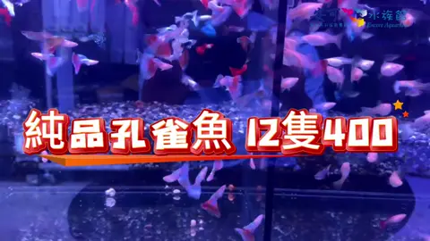#純品系孔雀魚 #專賣店 