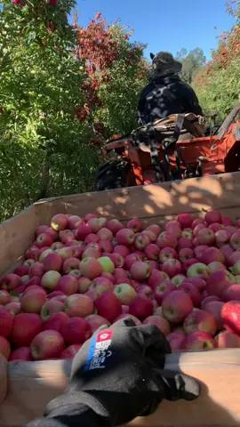 Mọi công việc đều là trải nghiệm quí báu & thú vị#cuộcsốngở 🇦🇺🍎🍐