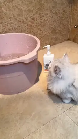 #petcat #foryou #cleaning #cats 