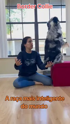 #bordercollie #animaisengraçados #direitoanimal #animais #animaisnotiktok #adotenaocompre #animaisdomesticos #funnymoments #funnyvideos #treino 