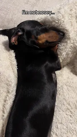 I’m not nosey 👀 #fyp #puppy #dog #cute #dogs #sausagedog #foryou #dachshund #foryoupage #puppylove #doxie #teckel #dogsoftiktok #puppies #foryoupage #fy #miniaturedachshund 