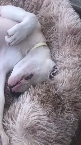 #perros #dog #miprincesa #pitbull #blueeyes #weekend 