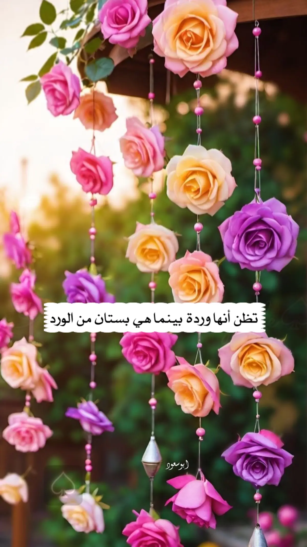 #وردة #ورد #بستان #جمال #غرام 