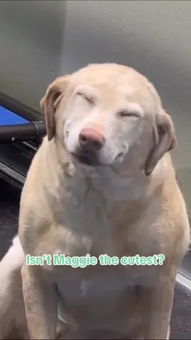🐶VIRAL HUNTSVILLE DOG: @maggiethelab_smiles stayed at @pawms_huntsville this week in Huntsville + is now going VIRAL on TikTok!  🐶The video is currently at 71.3 million views, 14.2 million likes + 53.7k comments!  Because who doesn’t adore a smiling pup? 🥹 Video credits: Pawms Pet Resort #huntsvillealabama #huntsvilleal #dogsoftiktok #viraldogsoftiktok #smilingdog 