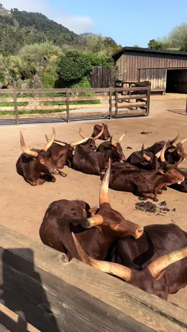 🐃🐂 #watusi #ankolewatusi #toro #africa #viralvideo #natural 