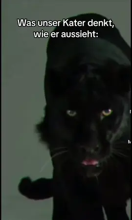 Ähnlichkeit ist auf jeden Fall da.  #fypシ #catsoftiktok #cattok #katze #katzenvideos #funny #cat #relatable 