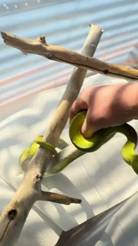 Hope Kratos  stays this chill  I do have exclusive content. Subscribe on instagram, Patreon or Facebook.  #gtp #aru #biak #greentreepython #python #pythons #snake #snakes #snek #reptile #reptiles #reptilesofinstagram #reptilelover #reptilekeeper #pet #pets #daily #instagram #tiktok #reels #cute #fun #happy #ballpythonsoftiktok #boise #idaho #funny 