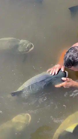 #valdemir  encantador de peixe 