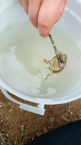 The cutest lil dude today#fishing #turtle #babyturtle 