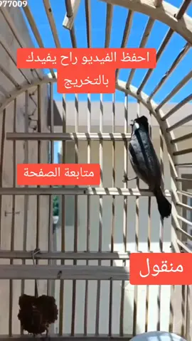 #محمية_البلابل  #تغريد_بلبل_صوت_خشن 