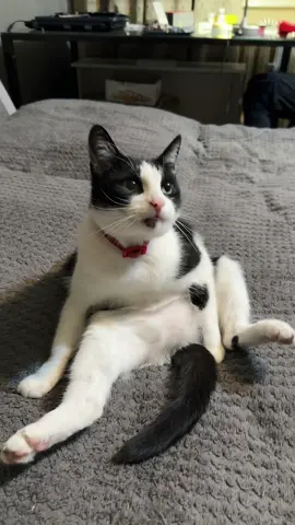 Мурчик на чілє 😁😅#кіт #мурчик #рекомендації 