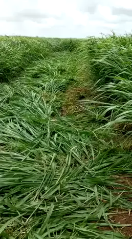 This is not Europe or  America or Asia. This is Af-Goye Somalia.They are growing Panicum Siambasa and Bracharia Mulatto 2 in large hectares of land in blocks of 5 hectares each. Tani Urub , America ,iyo Aasiya mid na Maahan Waa Afgoye  Somalia. Heer sare OO laga gaarey Calaf Soo saarka siiba Calafaka Panicum Mombasa iyo Mulatto 2. Dalku Nimco way taalaa ee Dhalinyaroow tahriibka iyo maskaxda guurka joojiya. Alle tawakiil saarta. #somalitiktok12 #kenyantiktok🇰🇪 #shamuure #tiktoksouthafrica#fodder #pasture 