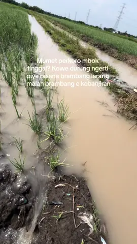 Usum brambang e renang😂 #petanimuda #bawangmerah #nganjuk #fyp #foryoupage 