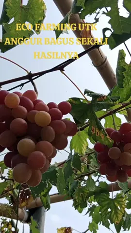 #fyp #xyzbca #abdullhamid pupuk ECO farming dr PT BEST dn pilow utk  tanaman buah agut bagus sekali