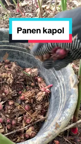 Panen kapol yeuh #kampungstory  #sunda #cianjur  #kampung #kapulaga 