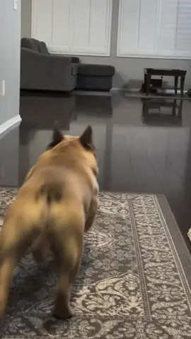 最高なコケ方するフレブル😆😆😆#frenchbulldogs #frenchbulldogsoftiktok #フレンチブルドッグ #フレブル #フレブル好きと繋がりたい 