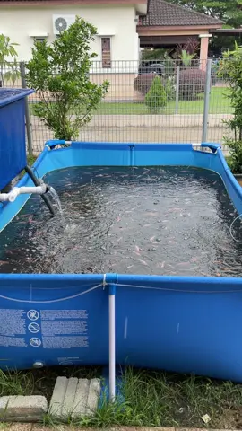 Allhamdulillah, kita tambah kolam..  #KongsiBersama #syukur #marshafarm #fishfarm #talapia #penternak #newjob #minifarm #homefarm #ikantalapia #firsttrial #talapiafarm #talapiafishfarm #kolamikan 
