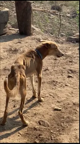 Bro is Barking in Lower case💀😂#viralvideo #memes #random #fypシ #laughter #share #dog