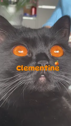 Not sure why I got the name 🤷‍♀️  #clementine #cat #orangeeyes #britishshorthair #blackcat #funnycats #voidcat #kitten 