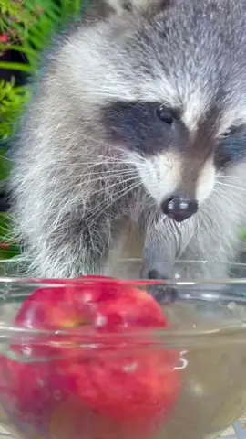 #raccoonsoftiktok #pedro #raccoons #wildlife #fyp #wildanimals #raccoon Wild raccoon washing an apple