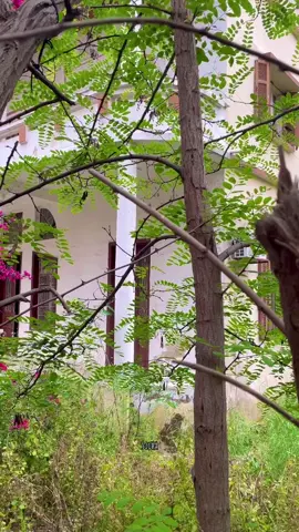 #فيروزيات_الصباح #photography #fypシ゚viral #صباحيات_فيروز_الجميله💛🌹 #fypシ゚viral #fyppppppppppppppppppppppp #فيروزتي #views #فيروز #fayrouz #beirutexplosion #تصويري📸 #fayrouztube 