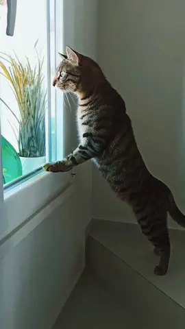 🐱 Meet Simba, the curious cat 🕵️‍♂️! Watch as he plays spy at the window, eavesdropping on the neighbors' arguments 👂. #SpyCat #CuriousKitty #NeighborDrama 🐾