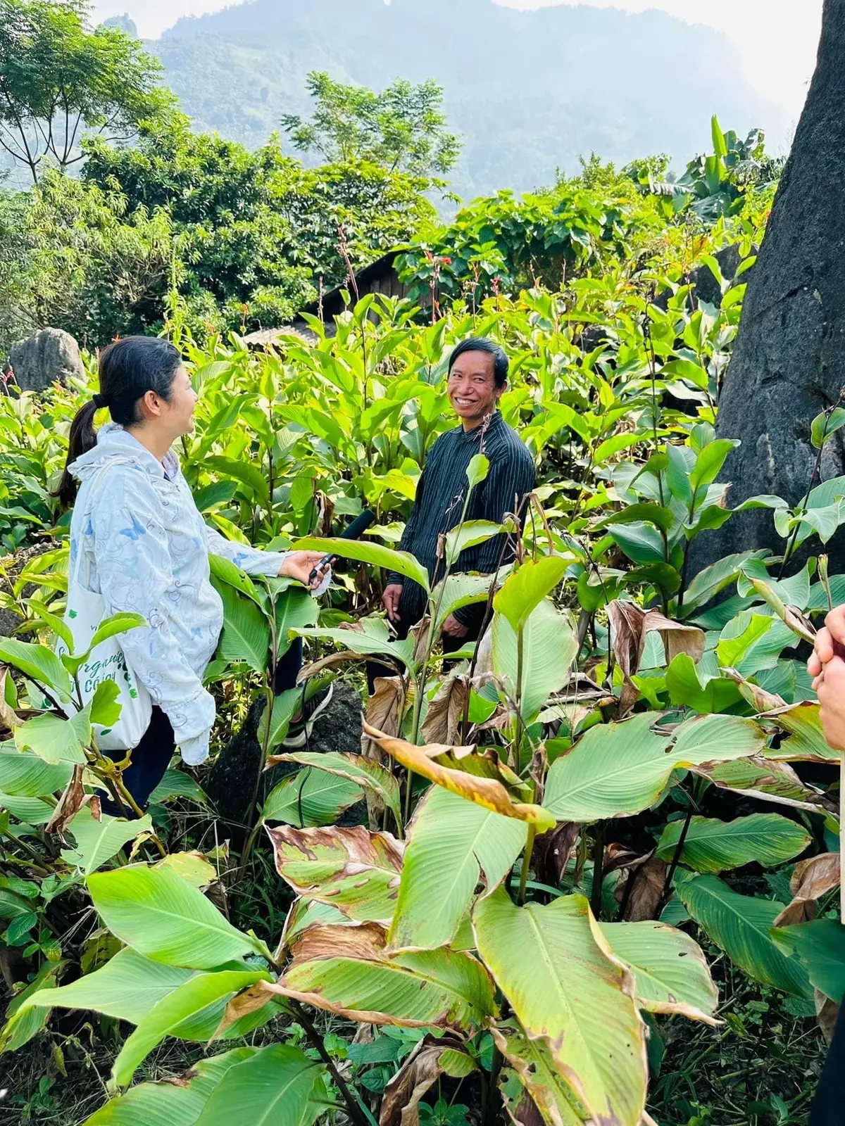 Để làm được món miến sâm là cả một quá trình#ancungtiktok #dacsantaybac #ocop #ănlanghien😋 