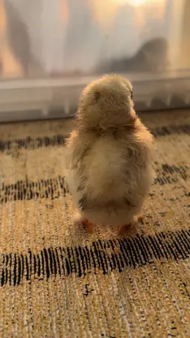 #chicken #newbornbaby #viral #foryou #sweet #littlechicken 