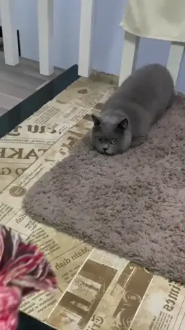 #foryou #cat #catlover #petlover #catsoftiktok #catsoftiktok #foryoupage #petsupplies #fypシ 