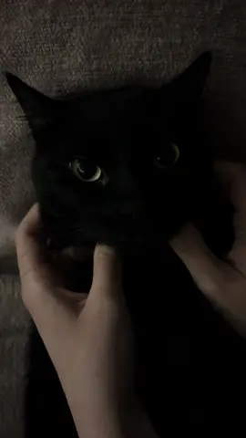 #cat #blackcat #silence 