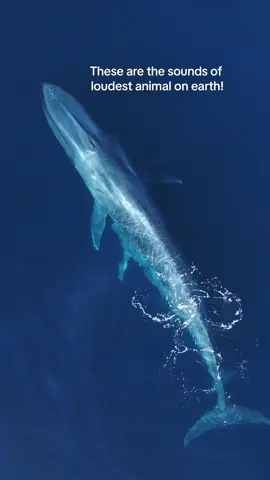 The call of the Blue Whale can be heard from over 1,000 miles away! #thalassophobia #whale 