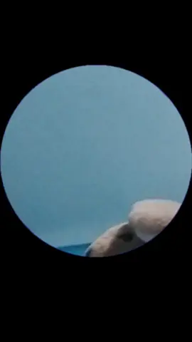 #tienda  #pedro  #conejo 