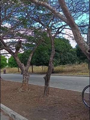 budget Road bike, pero pogi, Promax Pr50 #fyp #fypシ゚viral #tiktokindia #tiktok #fypシ #fyp #siklistangtiktoker #fypdongggggggg #fyppppppppppppppppppppppp 